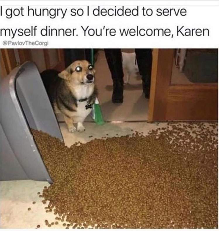 dog self serve.jpg