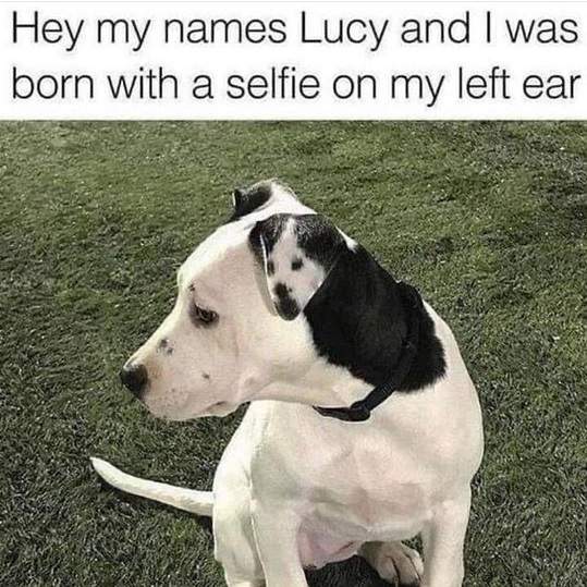 dog selfie ear.jpg