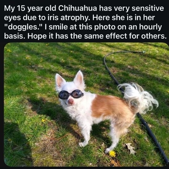 dog shades.jpg