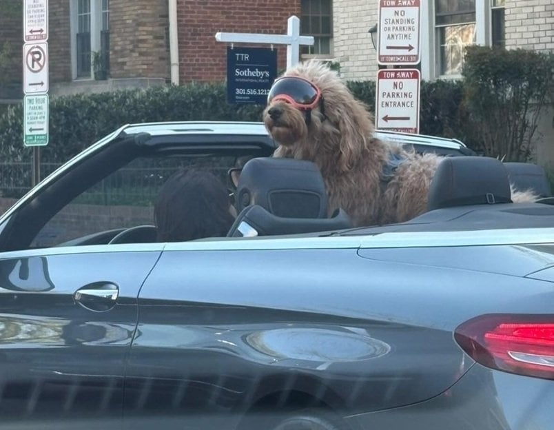 dog shades.jpg