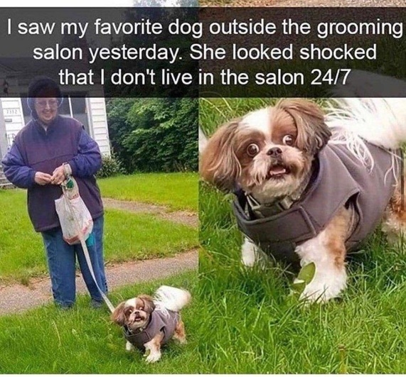 dog shock.jpg