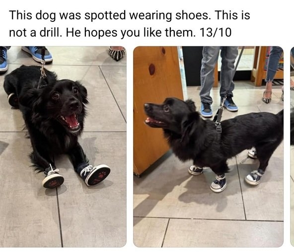 dog shoes.jpg