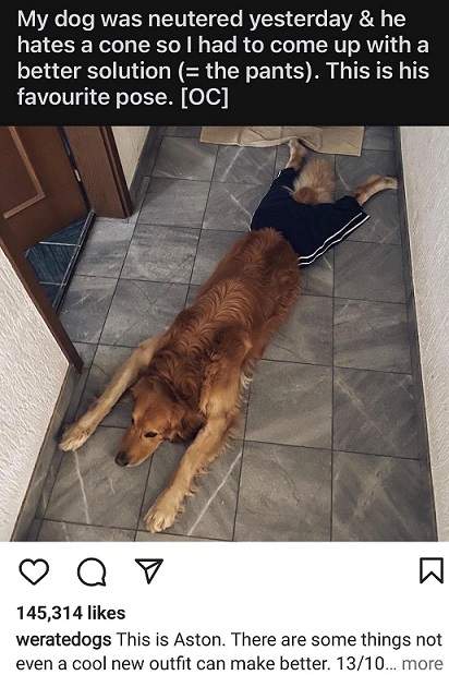 dog shorts.jpg
