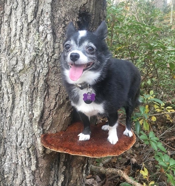 dog shroom 1.jpg