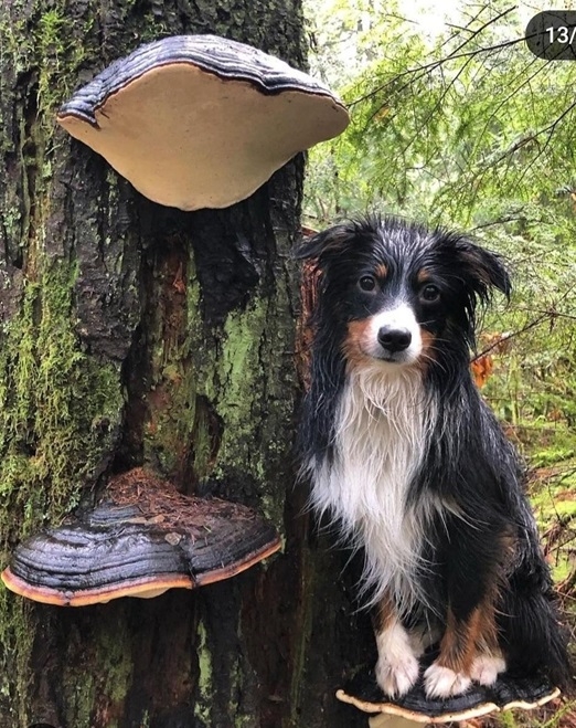dog shroom 4.jpg