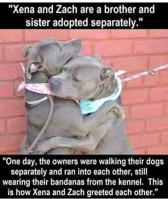 dog siblings.jpg
