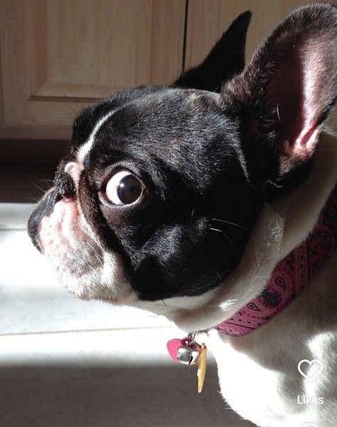 dog sideye.jpg