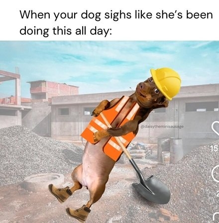 dog sigh.jpg