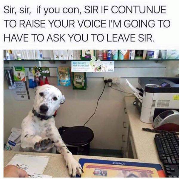 dog sir.jpg