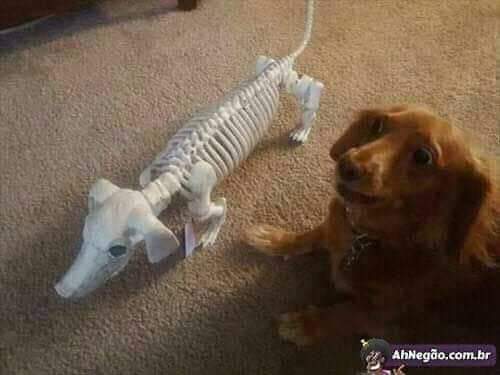 dog skeleton.jpg