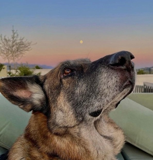 dog sky.jpg