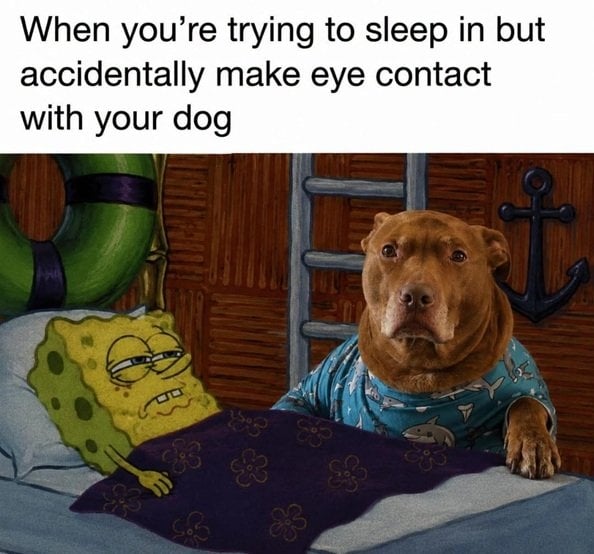dog sleep 2.jpg