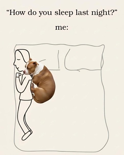 dog sleep.jpg