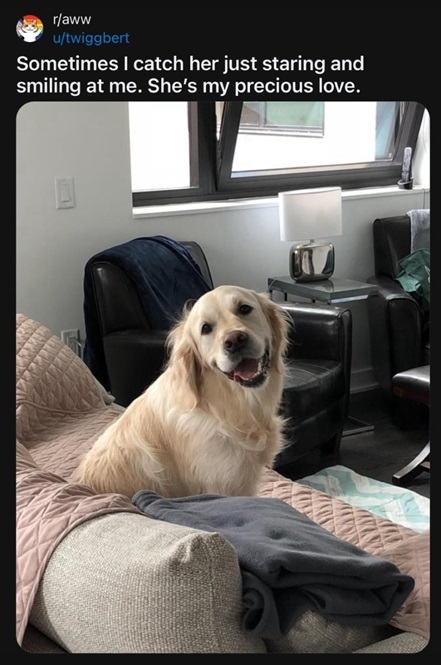 dog smile.jpg