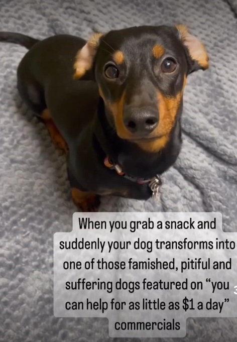 dog snack.jpg