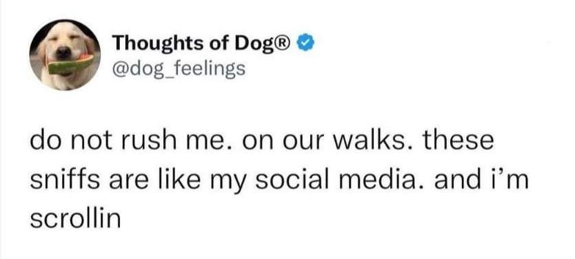 dog sniffs.jpg