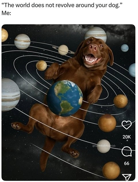 dog solar.jpg