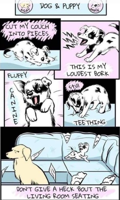 dog song.jpg