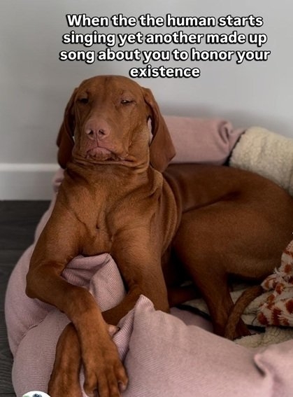dog song.jpg
