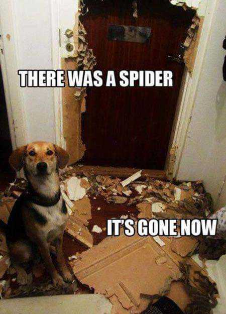 dog spider.jpeg