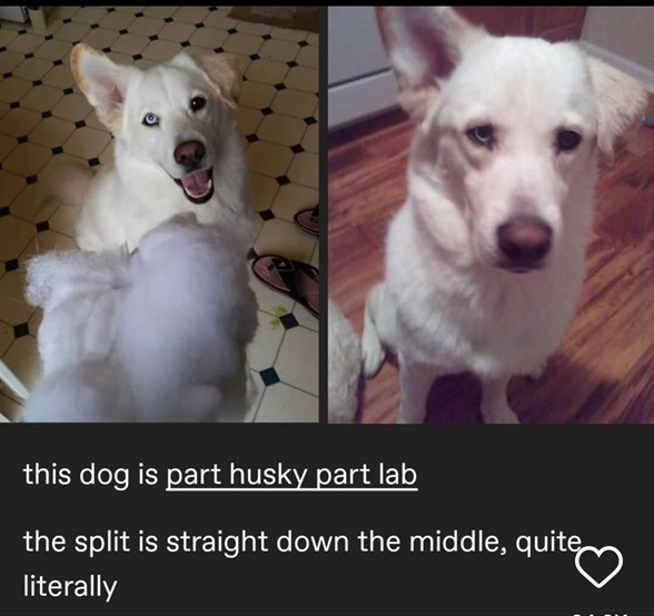dog split.jpg