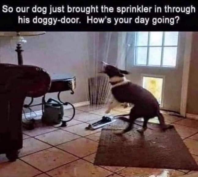dog-sprinkler-jpg.5098270