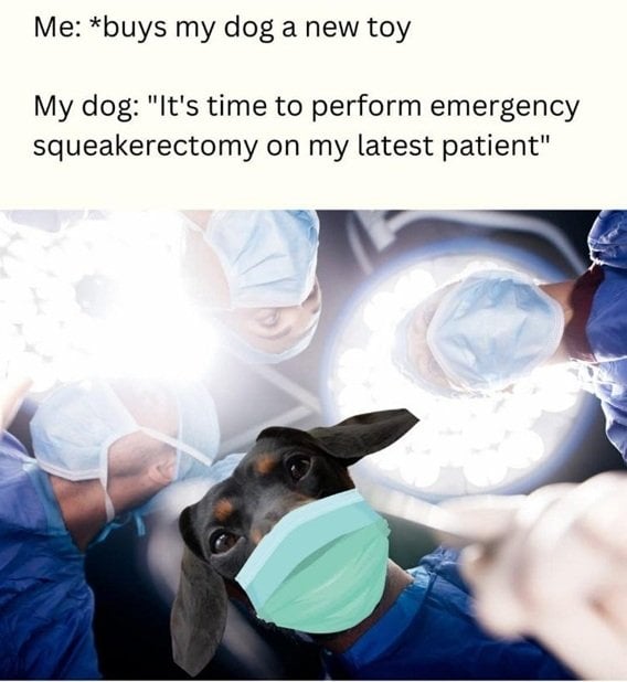 dog squeaker.jpg