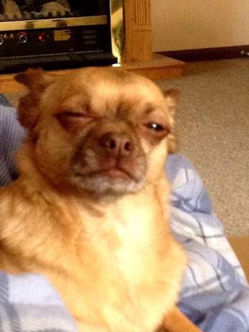 Dog squint 3.jpg