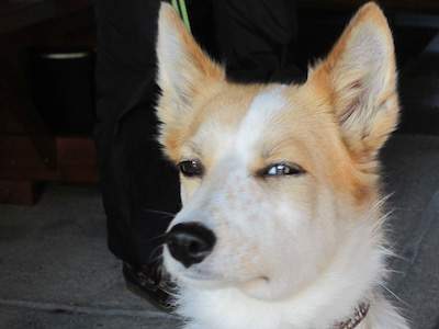 Dog squint 4.jpg