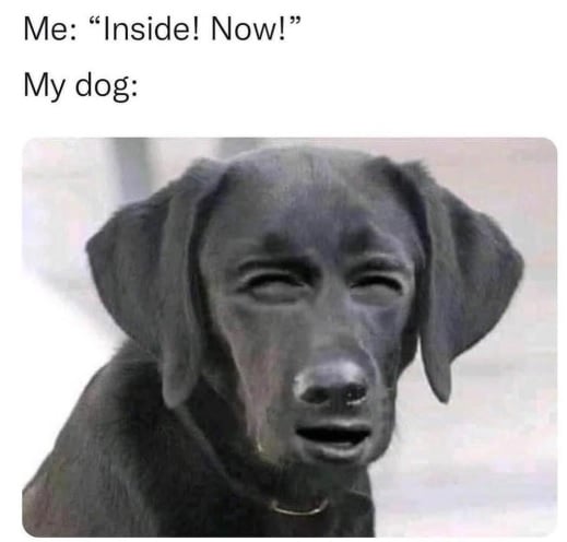 dog squint.jpg
