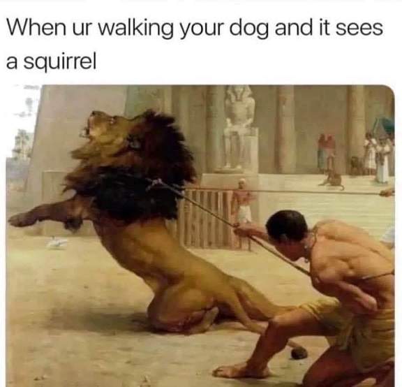 dog squirrel.jpg