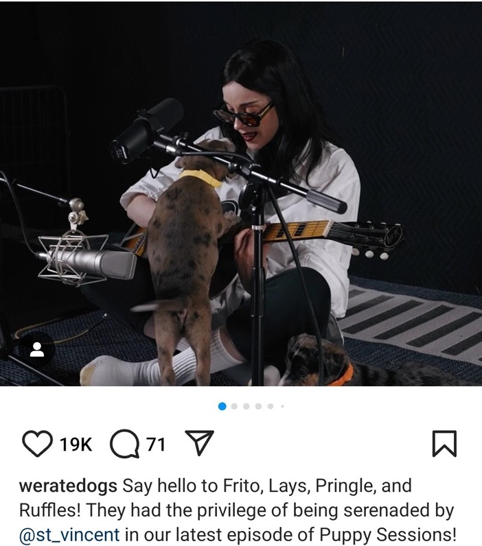 dog st vincent.jpg