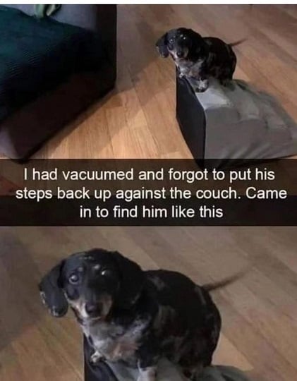 dog stairs.jpg