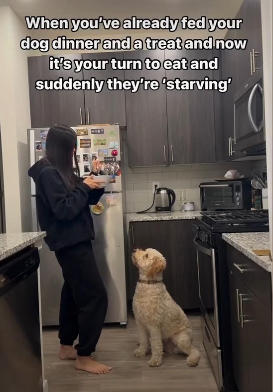 dog starving.jpg