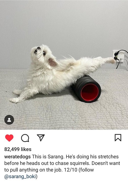 dog stretch.jpg