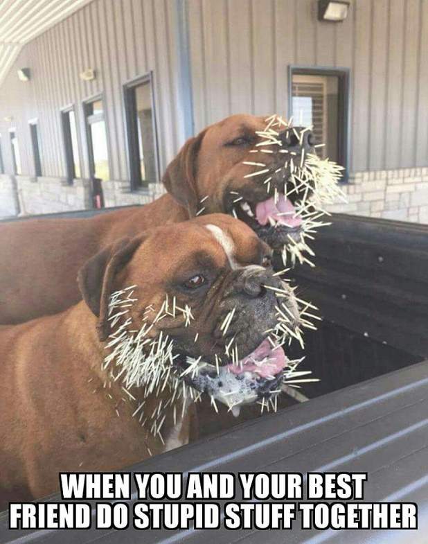 dog stuff.jpg