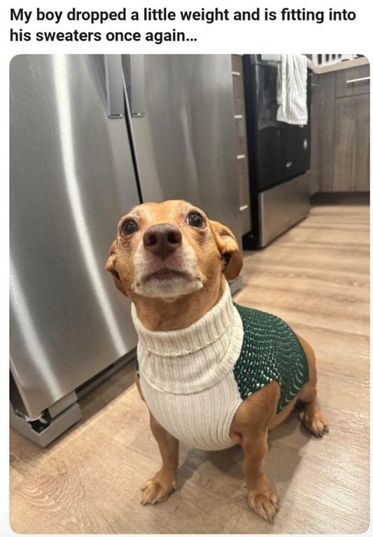 dog sweater.jpg