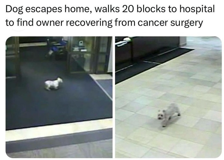 dog szurgery.jpg