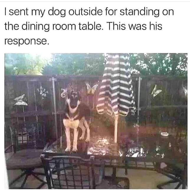dog table.jpg