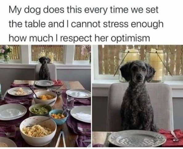 dog table.jpg