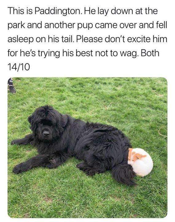 dog tail.jpg