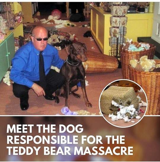 dog teddy 1.jpg