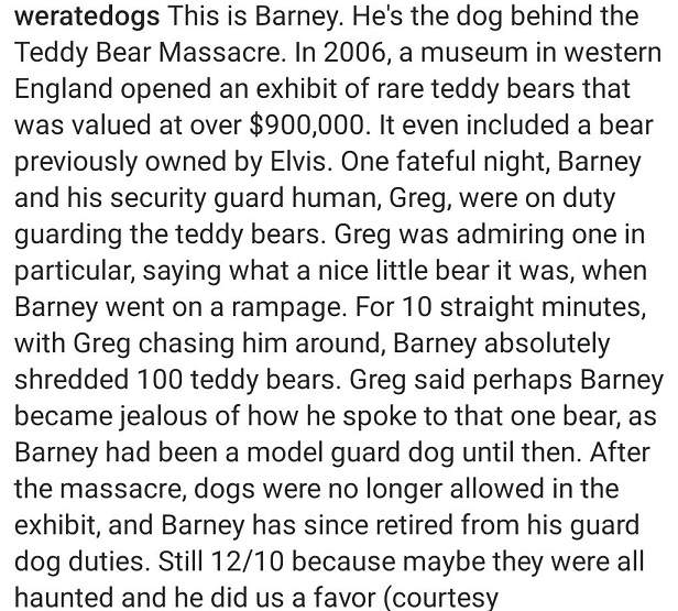 dog teddy 2.jpg