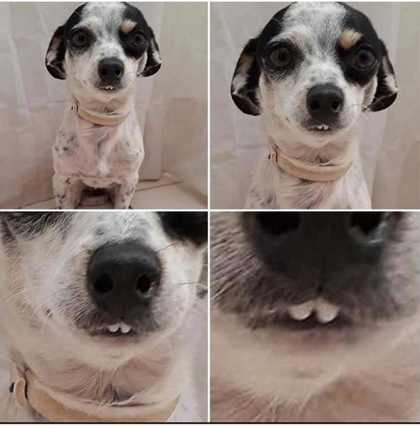dog teef.jpg