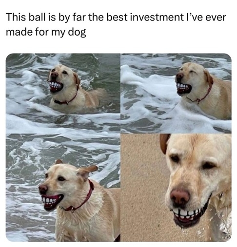 dog teeth ball.jpg