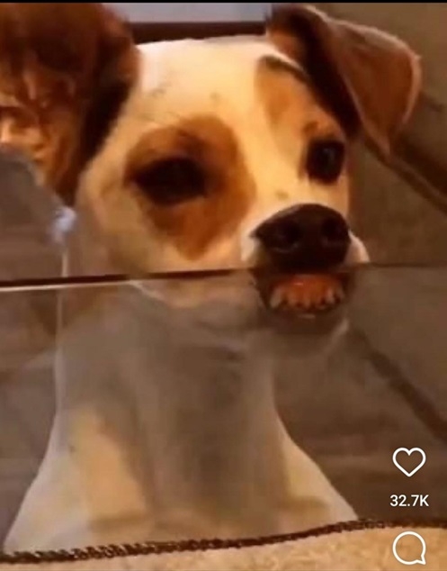 dog teeth.jpg