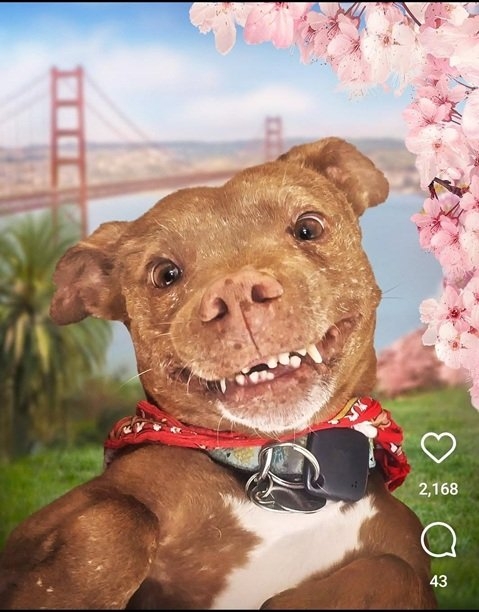 dog teeth.jpg