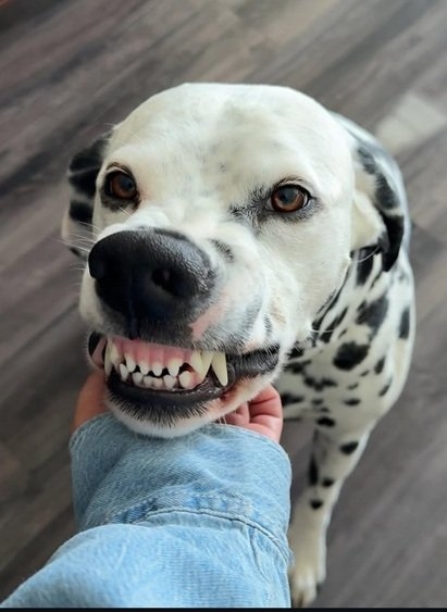 dog teeth.jpg