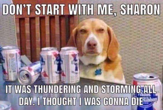 dog thunder beer.jpg