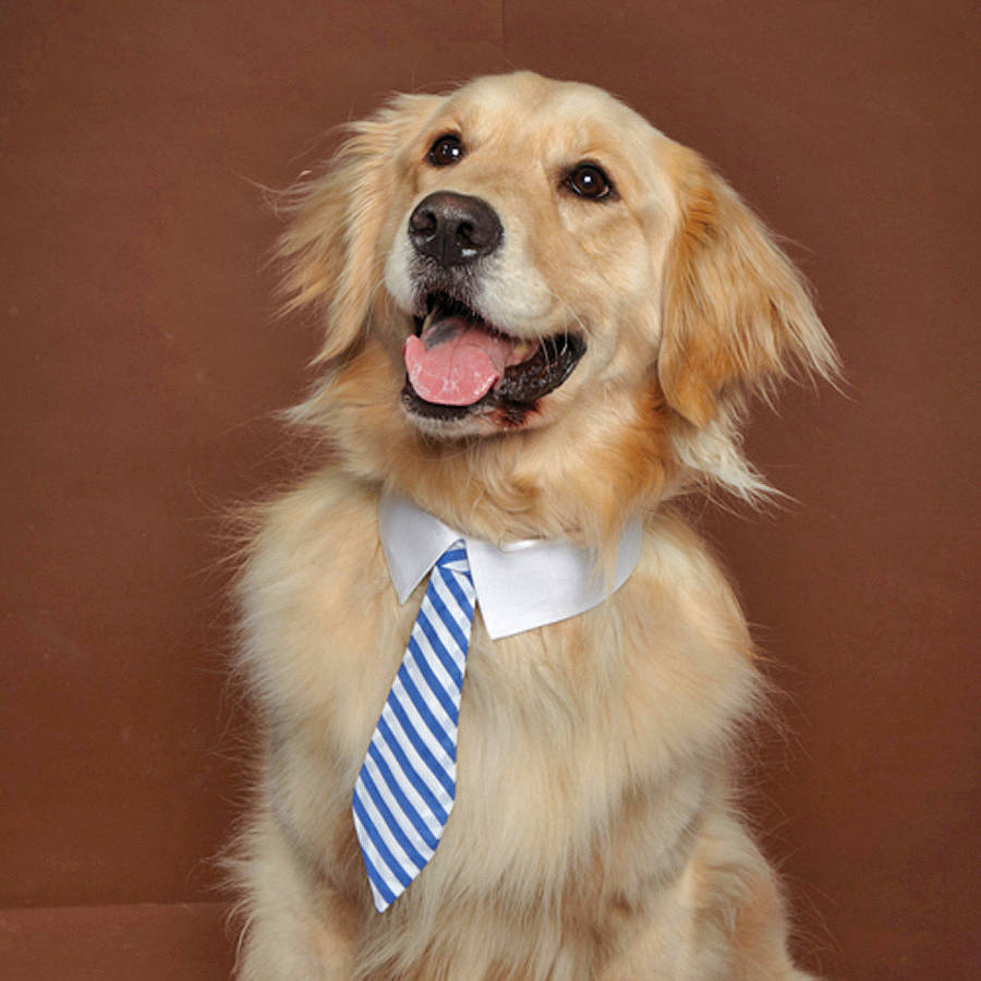 Dog-Tie.png
